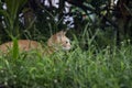 Young kitty in green grass. Cute cat in summer garden. Domestic pet hunt and relax outdoor. Orange cat portrait. Royalty Free Stock Photo