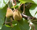 Young kiwi fruit