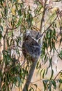 Young koala climbing eucalyptus tree while feeding on leaves in the wild Royalty Free Stock Photo