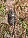 Young koala climbing eucalyptus tree while feeding on leaves in the wild Royalty Free Stock Photo