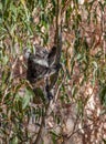 Young koala climbing eucalyptus tree while feeding on leaves in the wild Royalty Free Stock Photo