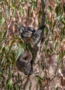 Young koala climbing eucalyptus tree while feeding on leaves in the wild Royalty Free Stock Photo