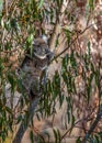 Young koala climbing eucalyptus tree while feeding on leaves in the wild Royalty Free Stock Photo