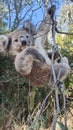 Young koala hanging from a gum tree branch Royalty Free Stock Photo