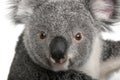 Young koala, Phascolarctos cinereus, 14 months Royalty Free Stock Photo