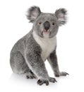 Young koala, Phascolarctos cinereus, 14 months old Royalty Free Stock Photo