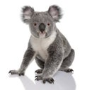 Young koala, Phascolarctos cinereus, 14 months old