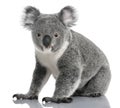 Young koala, Phascolarctos cinereus, 14 months old