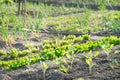 Young kohlrabi plants