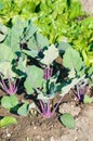 Young kohlrabi plants on a vegetable garden patch