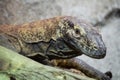 Young Komodo Dragon