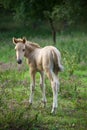 Young konik Royalty Free Stock Photo