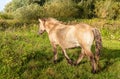 Young Konik horse seen from the side