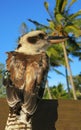 Young kookaburra bird in Australia