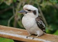 A young Kookaburra