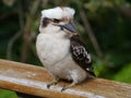 A young Kookaburra Royalty Free Stock Photo