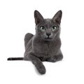 Young Korat cat on white background Royalty Free Stock Photo