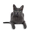 Young Korat cat on white background Royalty Free Stock Photo