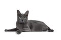 Young Korat cat on white background Royalty Free Stock Photo