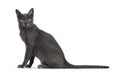 Young Korat cat on white background Royalty Free Stock Photo