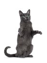 Young Korat cat on white background Royalty Free Stock Photo