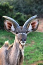 Young Kudu Antelope Royalty Free Stock Photo