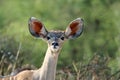 Young Kudu Antelope Royalty Free Stock Photo