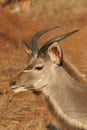 Young kudu antelope standing on dry grassy field in Sabi Sands Nature Reserve South Africa Ulusaba Royalty Free Stock Photo