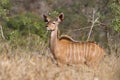 Young kudu bull Royalty Free Stock Photo