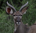 Young kudu bull Royalty Free Stock Photo