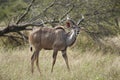 Young Kudu bull in bushveld Royalty Free Stock Photo