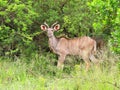 Young Kudu bull