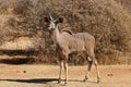 Young Kudu bull