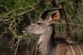 Young kudu bull Royalty Free Stock Photo