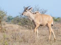 Young Kudu bull in veldt