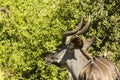 Young Kudu chewing leaves