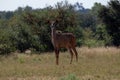 Young kudu cow isolated