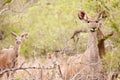 Young Kudu grazing in the wild