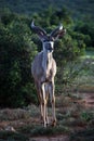 Young kudu male