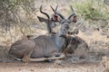 Young Kudu