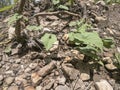 Kudzu vines over rocks with box elder bugs