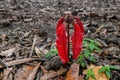 Young kuini or mango seed with red leaves