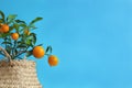 Young kumquat tree with fruits on a blue background Royalty Free Stock Photo