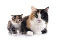 young Kurilian Bobtail and mother Royalty Free Stock Photo