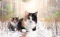 young Kurilian Bobtail and mother Royalty Free Stock Photo