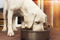 A young labrador dog puppy eating barf meat out of his bowl