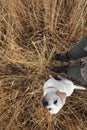 young labrador dog puppy looking at his owner waiting for signal to play Royalty Free Stock Photo