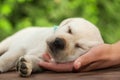 Young labrador puppy dog sleeping with her head resting in owner palm Royalty Free Stock Photo