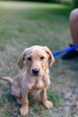 A young Labrador puppy learning how to sit and stay in his owners garden. Lovely labrador purebred doggy, he is looking at the