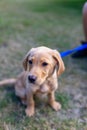 A young Labrador puppy learning how to sit and stay in his owners garden. Lovely labrador purebred doggy, he is looking off camera